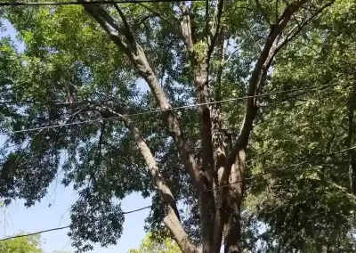Landscape Services