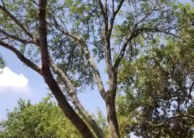 Landscape Services