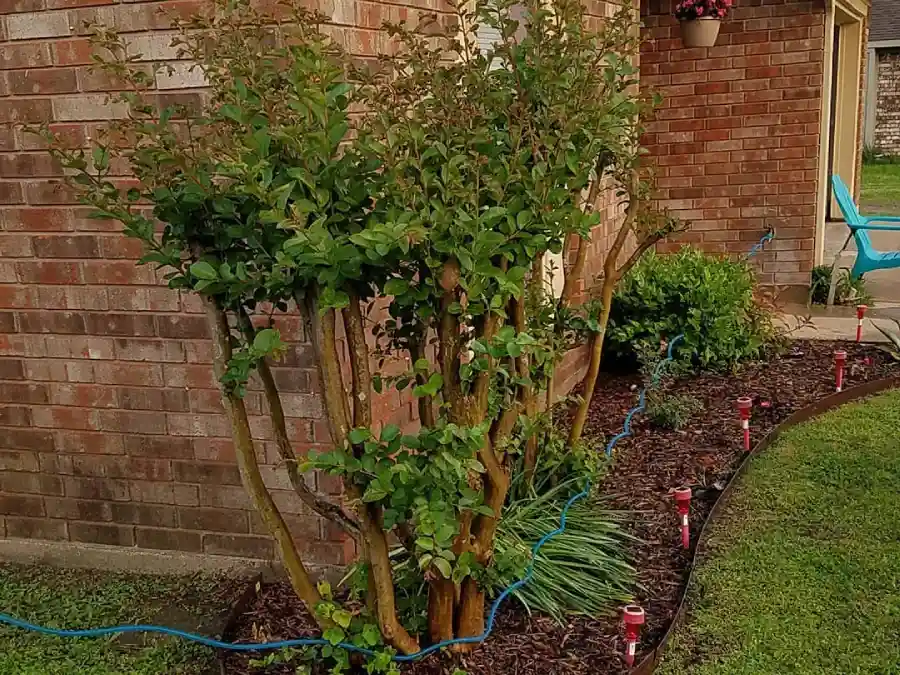 Expert Landscape Services