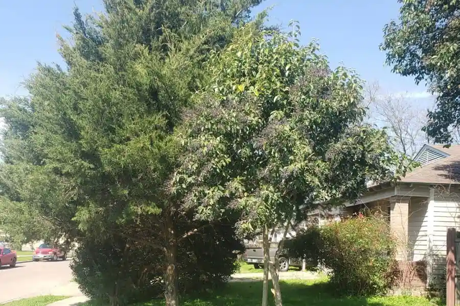 Tree Care