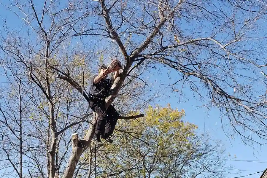 Tree Trimming Services
